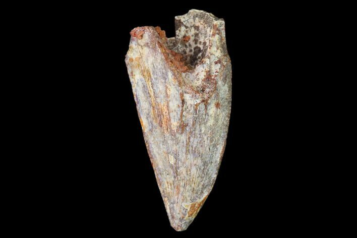 Bargain, Raptor Tooth - Real Dinosaur Tooth #158975
